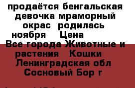 продаётся бенгальская девочка(мраморный окрас).родилась 5ноября, › Цена ­ 8 000 - Все города Животные и растения » Кошки   . Ленинградская обл.,Сосновый Бор г.